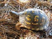 Box Turtle